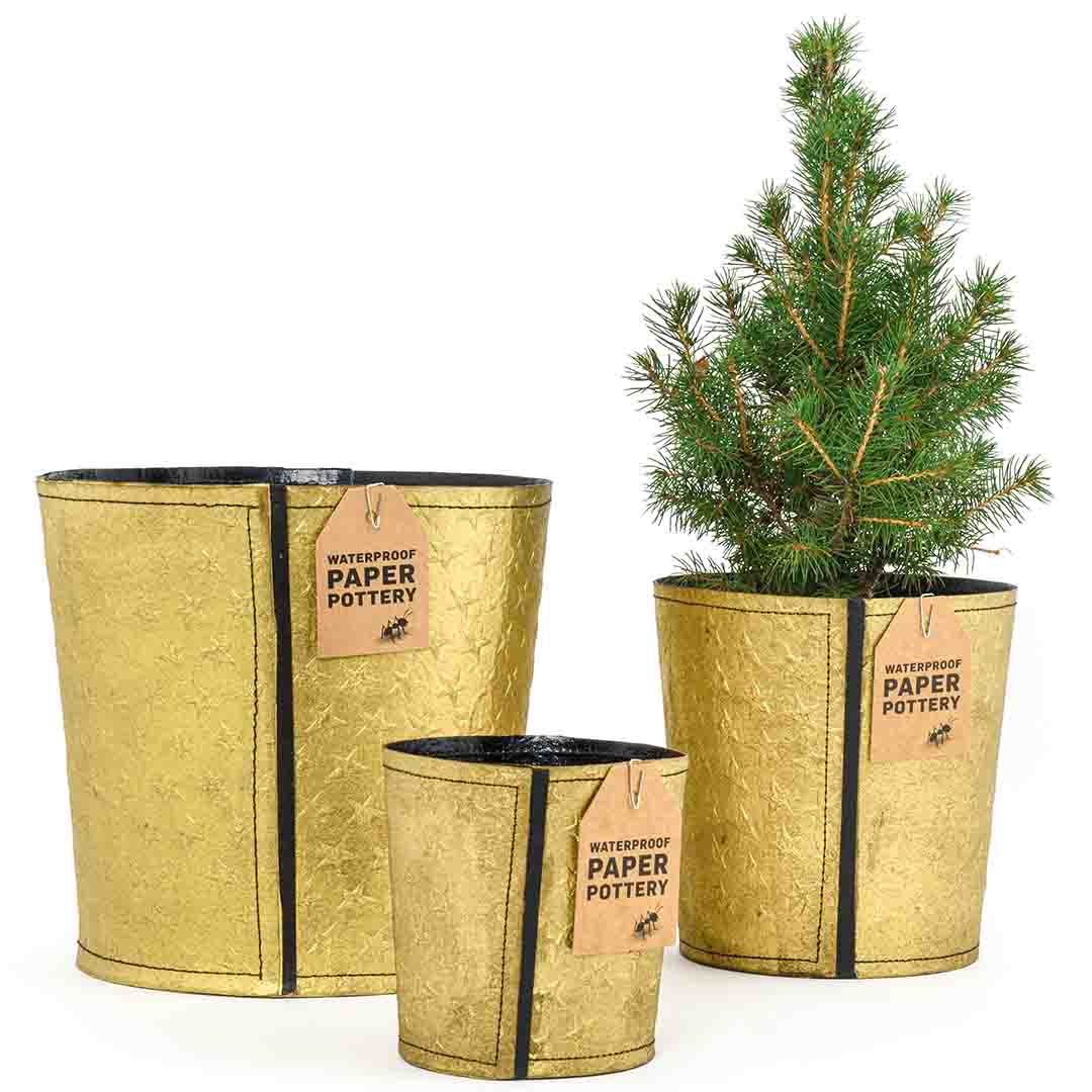 Flex Gold Stars Pot Large